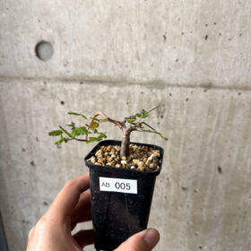【現品限り】コミフォラ・モンストローサ【AB5】 Commiphora monstruosa【植物】塊根植物 夏型 コーデックス