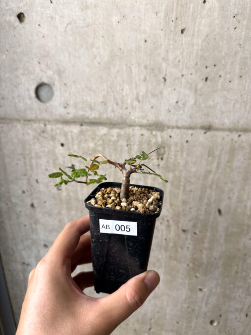 【現品限り】コミフォラ・モンストローサ【AB5】 Commiphora monstruosa【植物】塊根植物 夏型 コーデックス