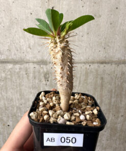 【現品限り】ユーフォルビア・ギラウミニアナ【AB50】 Euphorbia guillauminiana【植物】塊根植物 夏型 コーデックス
