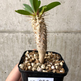 【現品限り】ユーフォルビア・ギラウミニアナ【AB50】 Euphorbia guillauminiana【植物】塊根植物 夏型 コーデックス