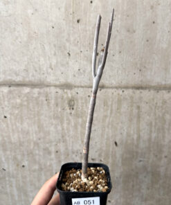 【現品限り】ユーフォルビア・アルブスクラ【AB51】 Euphorbia arbuscula【植物】塊根植物 夏型 コーデックス