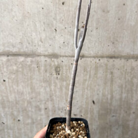 【現品限り】ユーフォルビア・アルブスクラ【AB51】 Euphorbia arbuscula【植物】塊根植物 夏型 コーデックス