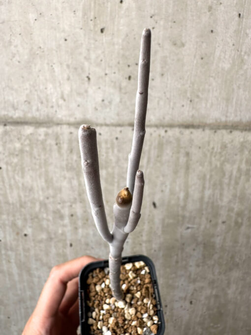 【現品限り】ユーフォルビア・アルブスクラ【AB51】 Euphorbia arbuscula【植物】塊根植物 夏型 コーデックス - 画像 (2)