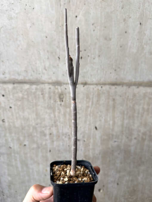 【現品限り】ユーフォルビア・アルブスクラ【AB51】 Euphorbia arbuscula【植物】塊根植物 夏型 コーデックス - 画像 (3)