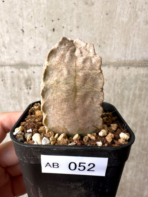 【現品限り】ホワイトスロアネア・クラサ【AB52】 Whitesloanea crassa【植物】塊根植物 夏型 コーデックス
