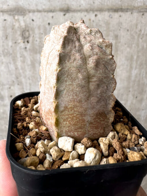 【現品限り】ホワイトスロアネア・クラサ【AB52】 Whitesloanea crassa【植物】塊根植物 夏型 コーデックス - 画像 (3)