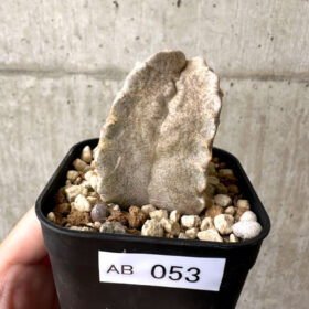 【現品限り】ホワイトスロアネア・クラサ【AB53】 Whitesloanea crassa【植物】塊根植物 夏型 コーデックス
