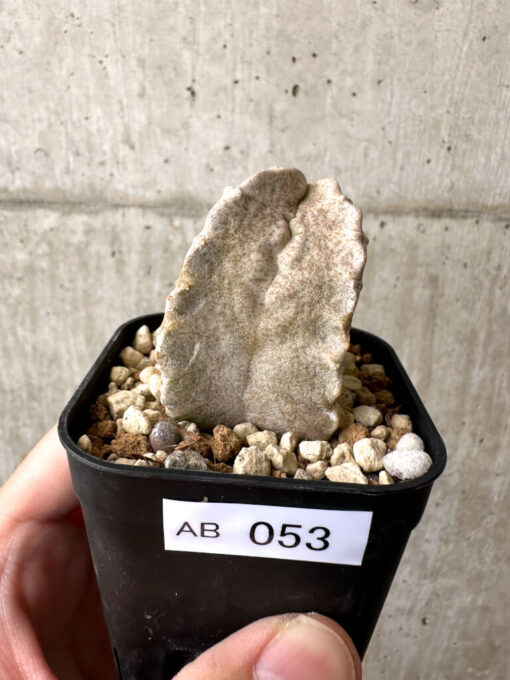【現品限り】ホワイトスロアネア・クラサ【AB53】 Whitesloanea crassa【植物】塊根植物 夏型 コーデックス