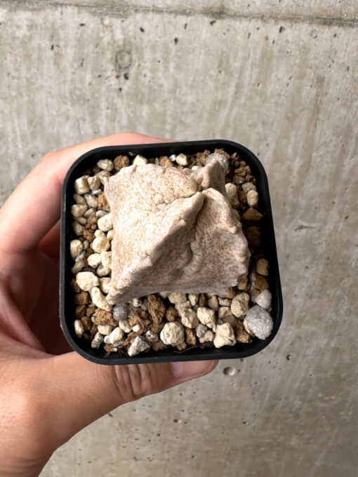 【現品限り】ホワイトスロアネア・クラサ【AB53】 Whitesloanea crassa【植物】塊根植物 夏型 コーデックス - 画像 (2)