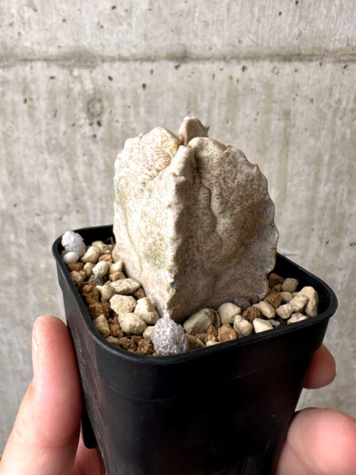 【現品限り】ホワイトスロアネア・クラサ【AB53】 Whitesloanea crassa【植物】塊根植物 夏型 コーデックス - 画像 (3)