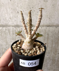 【現品限り】ドルステニア・ギガス 実生【AB54】 Dorstenia gigas【植物】塊根植物 夏型 コーデックス