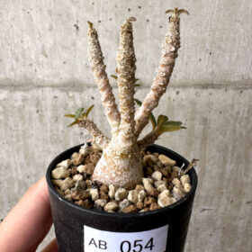 【現品限り】ドルステニア・ギガス 実生【AB54】 Dorstenia gigas【植物】塊根植物 夏型 コーデックス