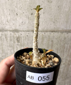 【現品限り】ドルステニア・ギガス 実生【AB55】 Dorstenia gigas【植物】塊根植物 夏型 コーデックス