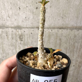 【現品限り】ドルステニア・ギガス 実生【AB55】 Dorstenia gigas【植物】塊根植物 夏型 コーデックス