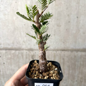【現品限り】センナ・メリディオナリス 実生【AB56】 Senna meridionalis【植物】塊根植物 夏型 コーデックス