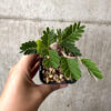 【現品限り】センナ・メリディオナリス 実生【AB56】 Senna meridionalis【植物】塊根植物 夏型 コーデックス