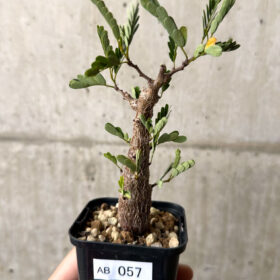 【現品限り】センナ・メリディオナリス 実生【AB57】 Senna meridionalis【植物】塊根植物 夏型 コーデックス