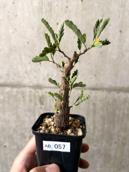 【現品限り】センナ・メリディオナリス 実生【AB57】 Senna meridionalis【植物】塊根植物 夏型 コーデックス