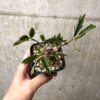 【現品限り】センナ・メリディオナリス 実生【AB57】 Senna meridionalis【植物】塊根植物 夏型 コーデックス