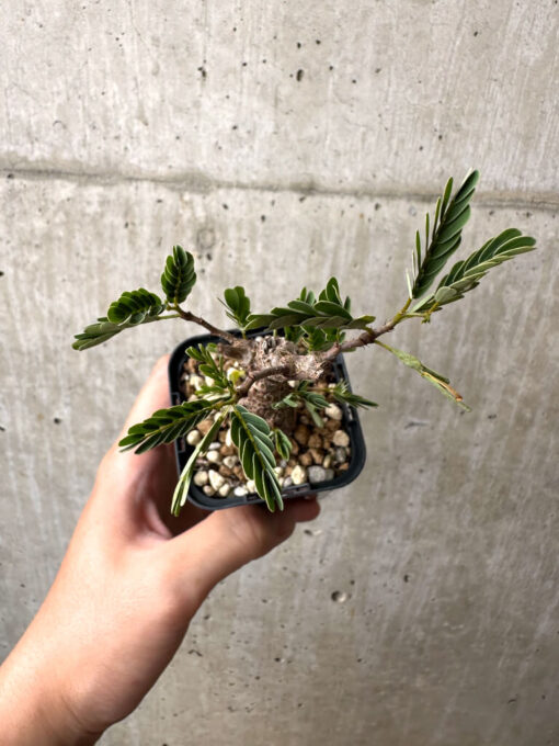 【現品限り】センナ・メリディオナリス 実生【AB57】 Senna meridionalis【植物】塊根植物 夏型 コーデックス - 画像 (2)