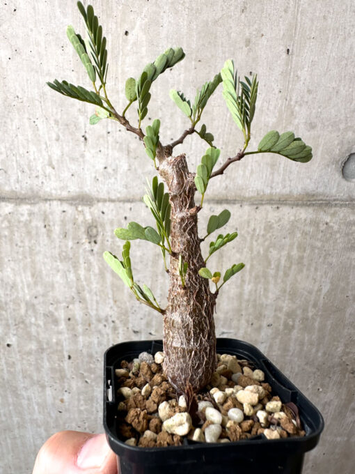 【現品限り】センナ・メリディオナリス 実生【AB57】 Senna meridionalis【植物】塊根植物 夏型 コーデックス - 画像 (3)