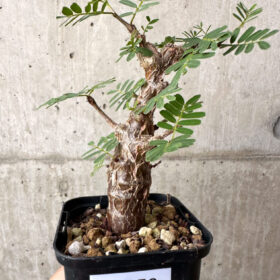 【現品限り】センナ・メリディオナリス 実生【AB58】 Senna meridionalis【植物】塊根植物 夏型 コーデックス