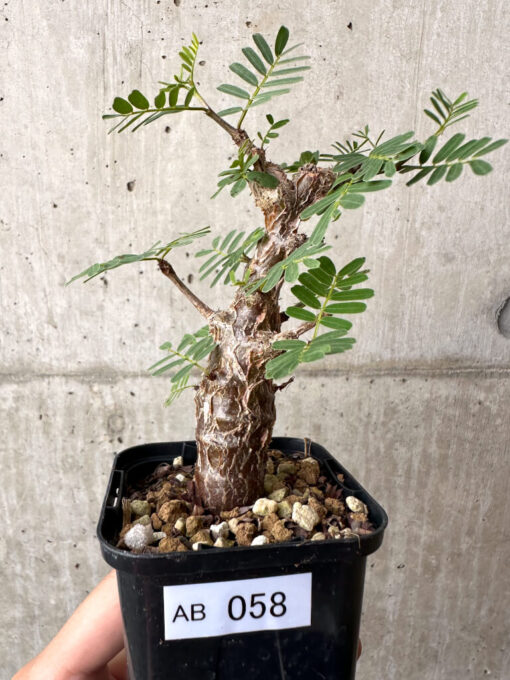 【現品限り】センナ・メリディオナリス 実生【AB58】 Senna meridionalis【植物】塊根植物 夏型 コーデックス