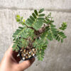 【現品限り】センナ・メリディオナリス 実生【AB58】 Senna meridionalis【植物】塊根植物 夏型 コーデックス