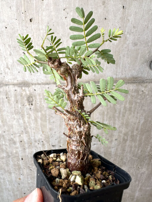 【現品限り】センナ・メリディオナリス 実生【AB58】 Senna meridionalis【植物】塊根植物 夏型 コーデックス - 画像 (3)
