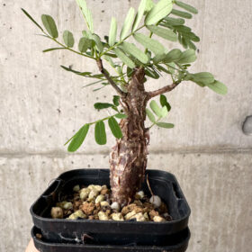 【現品限り】センナ・メリディオナリス 実生【AB59】 Senna meridionalis【植物】塊根植物 夏型 コーデックス