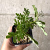 【現品限り】センナ・メリディオナリス 実生【AB59】 Senna meridionalis【植物】塊根植物 夏型 コーデックス