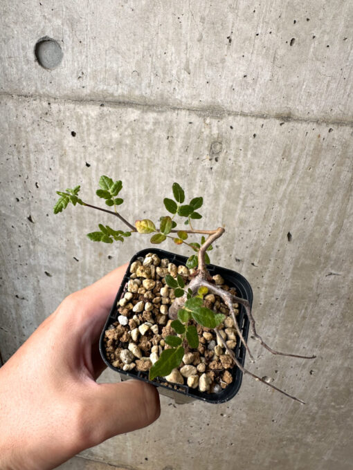 【現品限り】コミフォラ・モンストローサ【AB5】 Commiphora monstruosa【植物】塊根植物 夏型 コーデックス - 画像 (2)