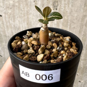 【現品限り】アデニウム・ソコトラナム 実生【AB6】 Adenium socotranum【植物】塊根植物 夏型 コーデックス
