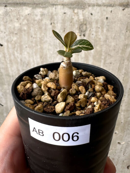 【現品限り】アデニウム・ソコトラナム 実生【AB6】 Adenium socotranum【植物】塊根植物 夏型 コーデックス