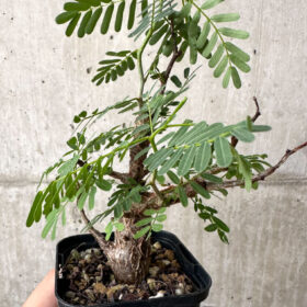 【現品限り】センナ・メリディオナリス 実生【AB60】 Senna meridionalis【植物】塊根植物 夏型 コーデックス