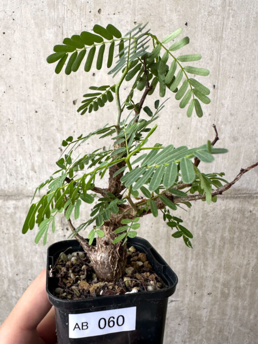 【現品限り】センナ・メリディオナリス 実生【AB60】 Senna meridionalis【植物】塊根植物 夏型 コーデックス