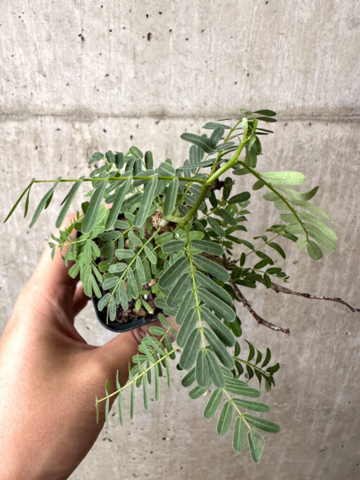 【現品限り】センナ・メリディオナリス 実生【AB60】 Senna meridionalis【植物】塊根植物 夏型 コーデックス - 画像 (2)