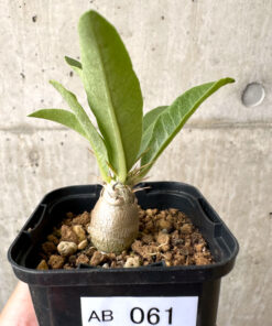【現品限り】パキポディウム・レアリー【AB61】 Pachypodium lealii【植物】塊根植物 夏型 コーデックス