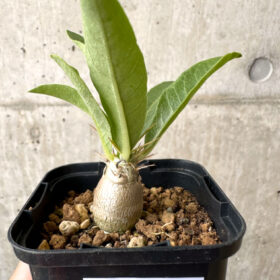 【現品限り】パキポディウム・レアリー【AB61】 Pachypodium lealii【植物】塊根植物 夏型 コーデックス
