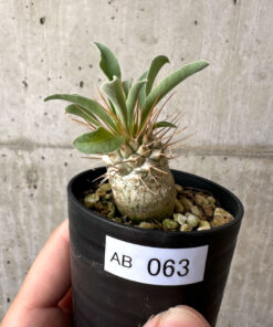 【現品限り】パキポディウム・ナマクアナム 光堂【AB63】 Pachypodium namaquanum【植物】塊根植物 夏型 コーデックス