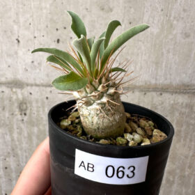 【現品限り】パキポディウム・ナマクアナム 光堂【AB63】 Pachypodium namaquanum【植物】塊根植物 夏型 コーデックス