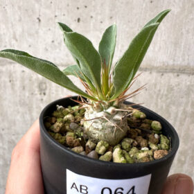 【現品限り】パキポディウム・ナマクアナム 光堂【AB64】 Pachypodium namaquanum【植物】塊根植物 夏型 コーデックス