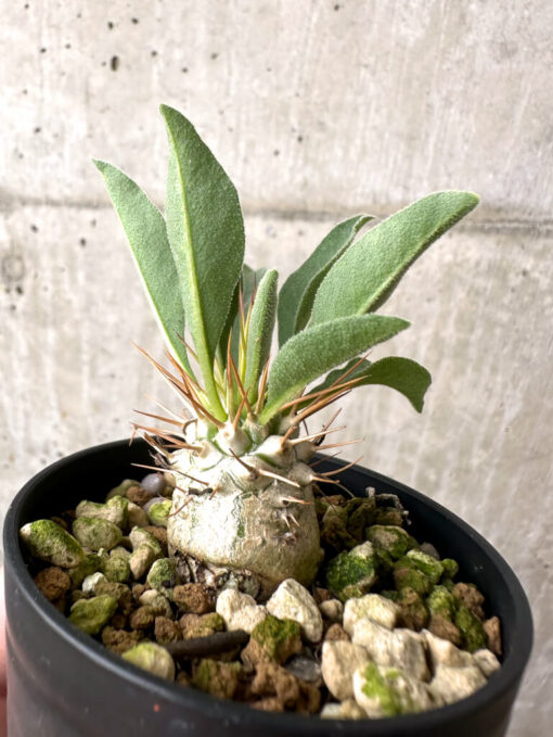 【現品限り】パキポディウム・ナマクアナム 光堂【AB64】 Pachypodium namaquanum【植物】塊根植物 夏型 コーデックス - 画像 (3)