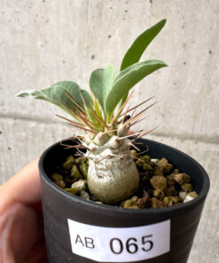 【現品限り】パキポディウム・ナマクアナム 根本傷あり【AB65】 Pachypodium namaquanum【植物】塊根植物 夏型 コーデックス