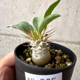 【現品限り】パキポディウム・ナマクアナム 根本傷あり【AB65】 Pachypodium namaquanum【植物】塊根植物 夏型 コーデックス