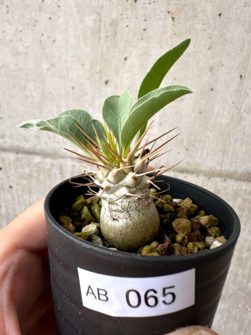 【現品限り】パキポディウム・ナマクアナム 根本傷あり【AB65】 Pachypodium namaquanum【植物】塊根植物 夏型 コーデックス