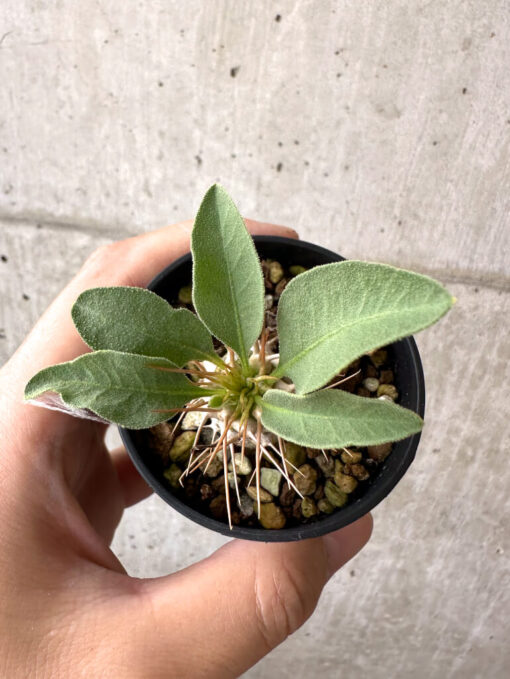 【現品限り】パキポディウム・ナマクアナム 根本傷あり【AB65】 Pachypodium namaquanum【植物】塊根植物 夏型 コーデックス - 画像 (2)