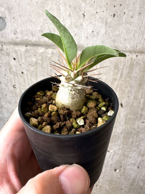【現品限り】パキポディウム・ナマクアナム 根本傷あり【AB65】 Pachypodium namaquanum【植物】塊根植物 夏型 コーデックス - 画像 (3)