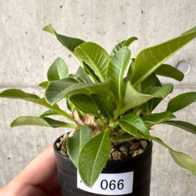 【現品限り】パキポディウム・ウィンゾリー 実生【AB66】 Pachypodium windsorii【植物】塊根植物 夏型 コーデックス