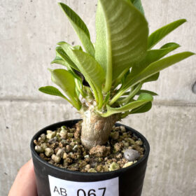 【現品限り】パキポディウム・ウィンゾリー 実生【AB67】 Pachypodium windsorii【植物】塊根植物 夏型 コーデックス